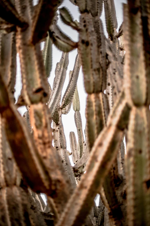 a large group of cactus plants moving through the air