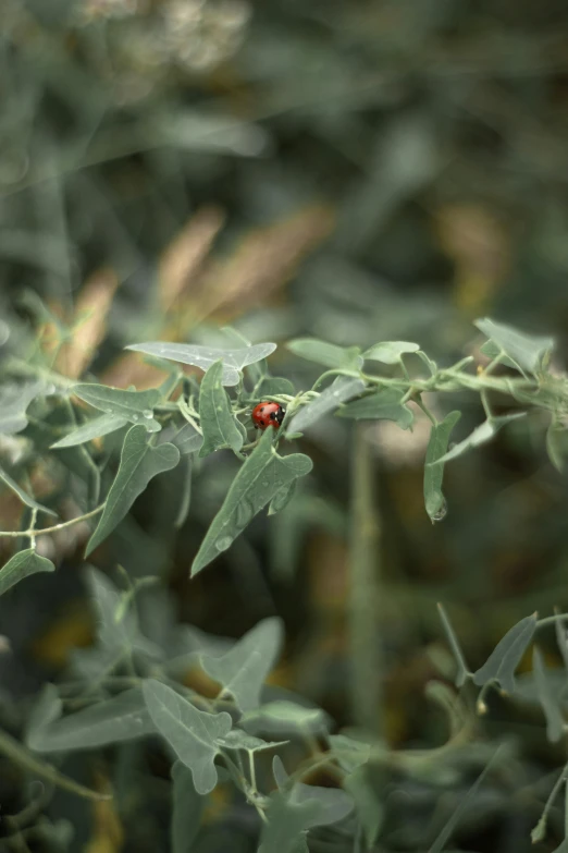 a blurry image of green leaves and a lady bug on them