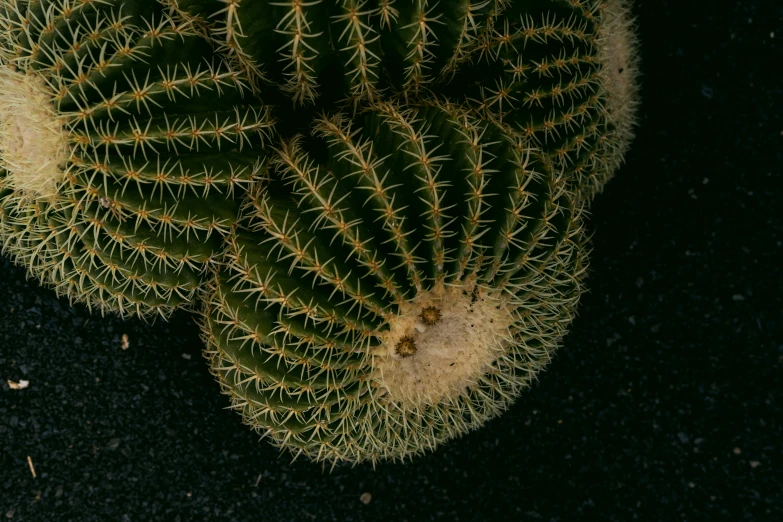 a round cactus with tiny needles grows in the soil