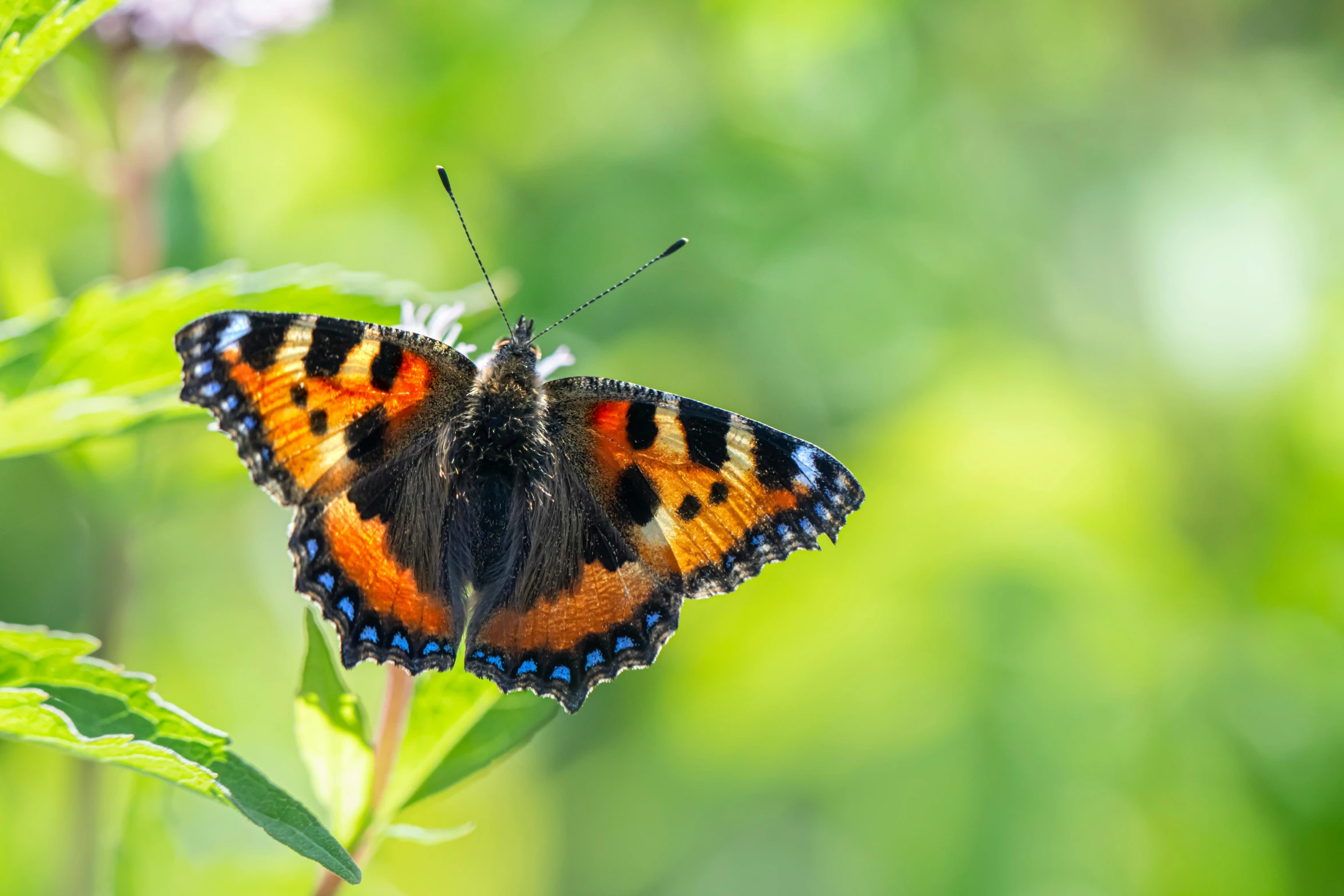 the erfly is standing on a flower, with its wings spread