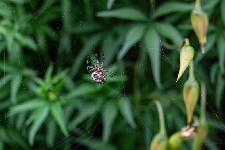 a large spider sitting in the middle of a web