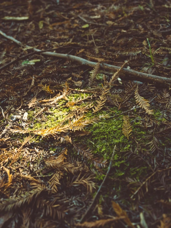 a bird sits in the woods next to a log