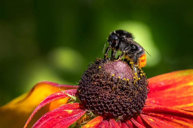 a fly on a flower in the middle of the day