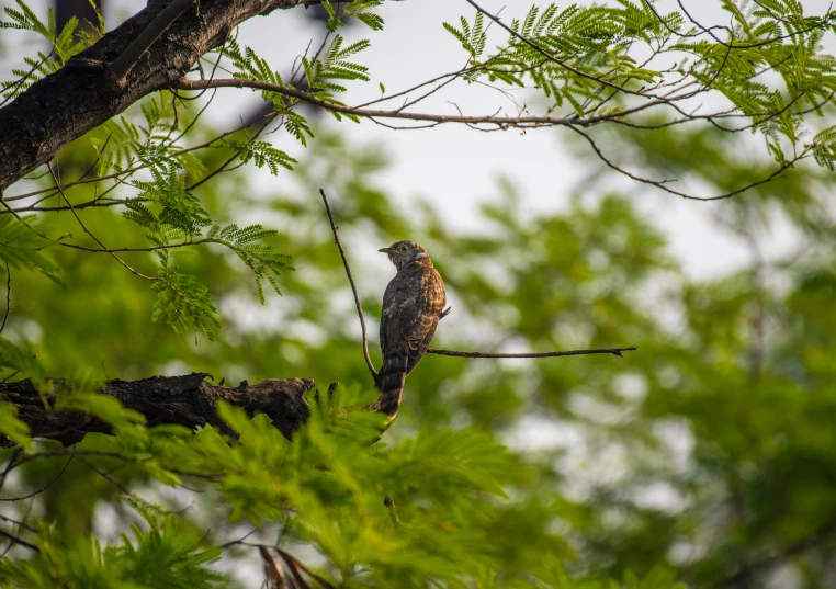 a bird is perched on the nch of a tree