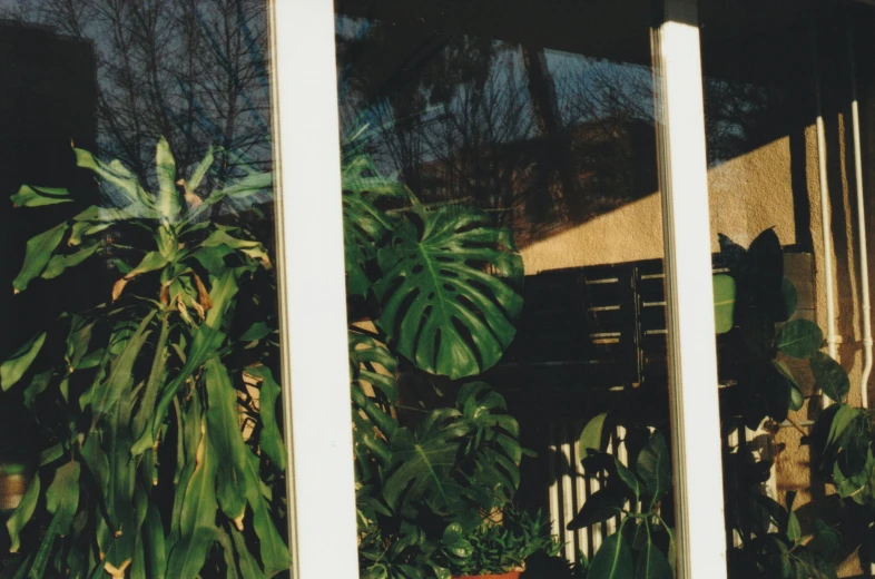 some plants are on a porch by the window