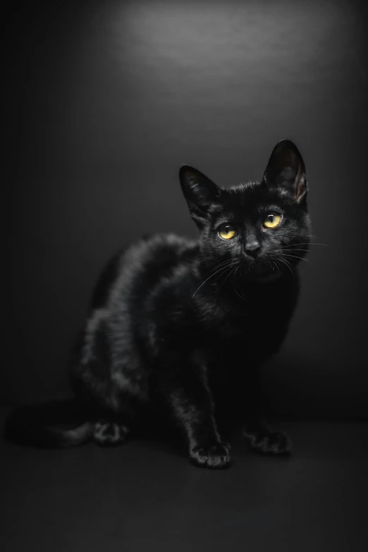 a black cat with yellow eyes in a studio setting