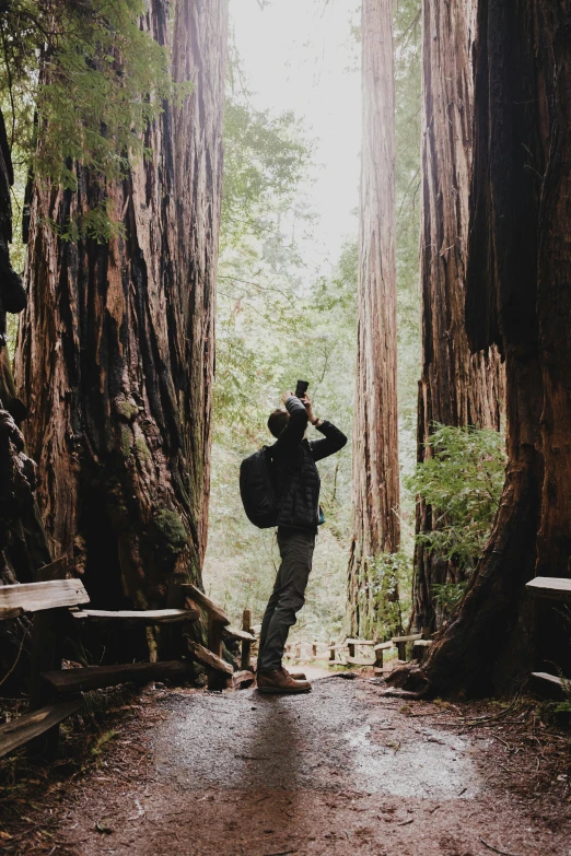 the man is standing in a tunnel of tall trees