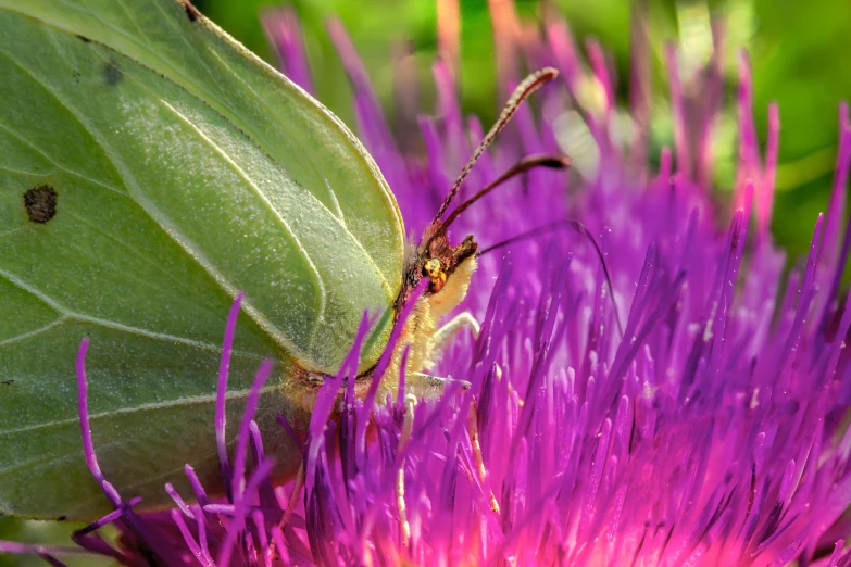 a large green bug on a purple flower