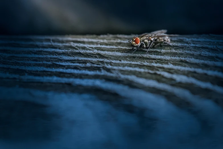 a fly rests in a stream as the sun hits a patch of water