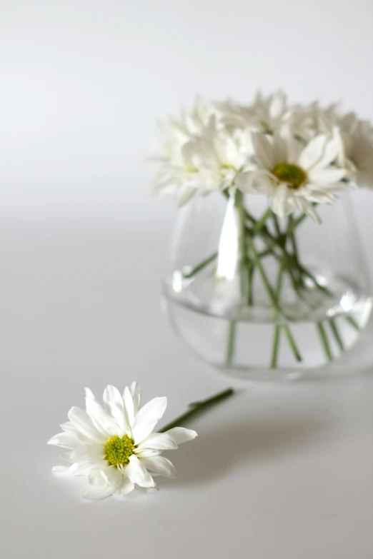 small vase with small white flowers on a white surface