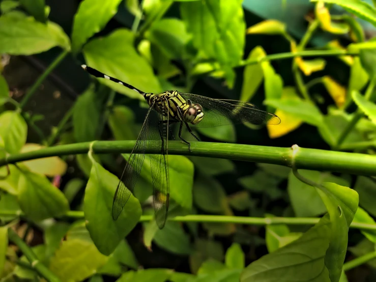 a dragonfly resting on a stalk in front of a plant