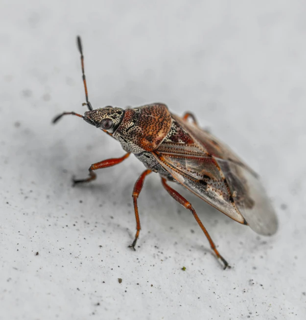 a cockfly is on a white surface