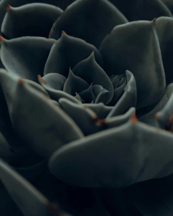 a large black flower with some red centers