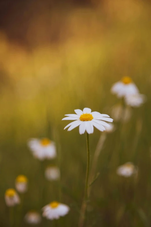 some daisies in a green grassy area