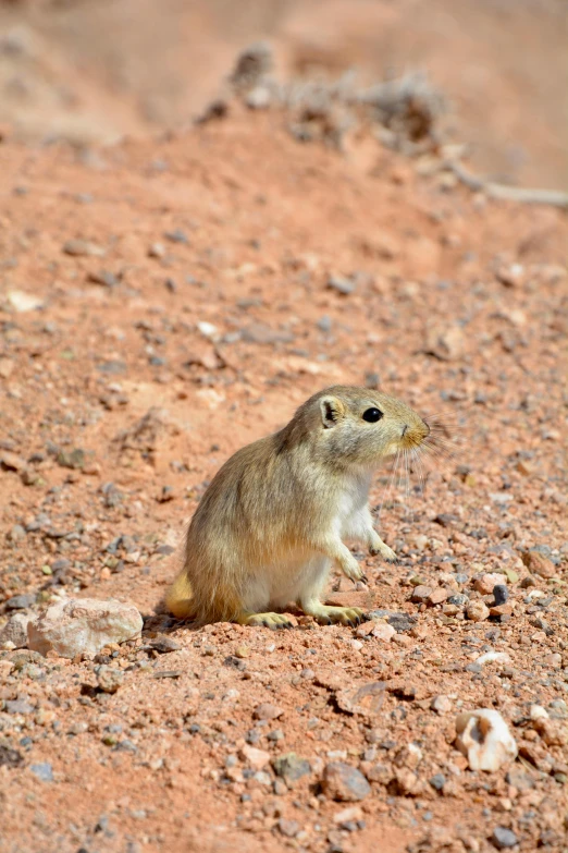 a small animal that is standing on some rocks