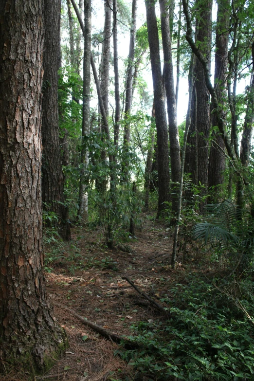 a grassy area with several trees in it