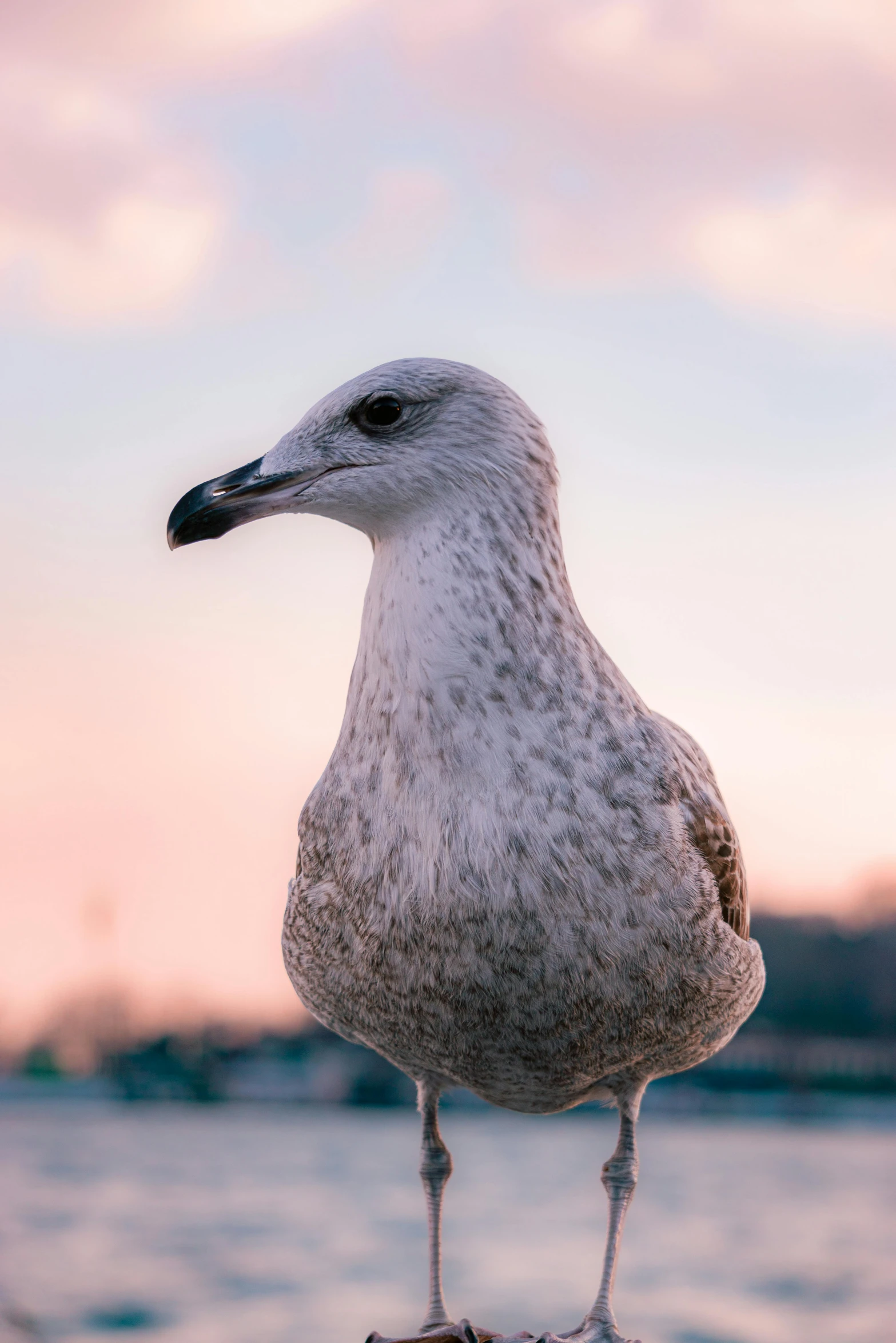 a white bird sitting on top of a rock