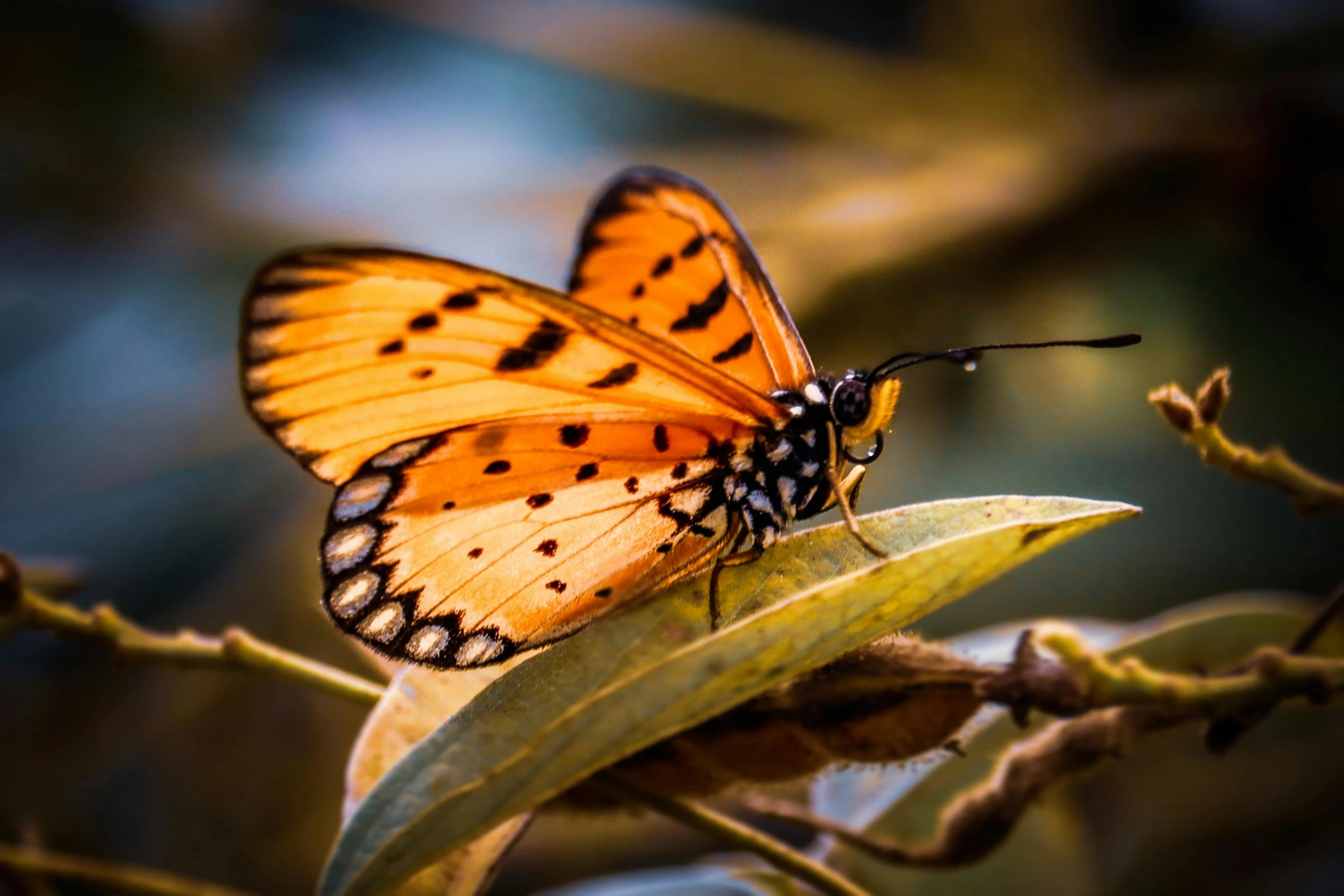 a close up of a erfly on a leaf