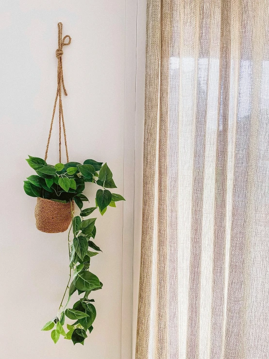 a potted plant hanging on a curtain pole