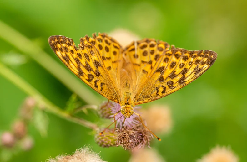 an ornate yellow erfly sitting on top of a flower