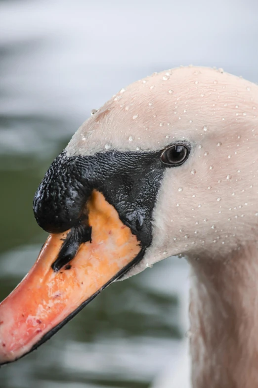 a large white bird with a bright orange beak