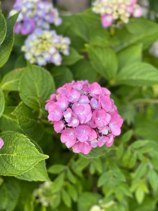 a colorful, beautiful flower blooms from the plant