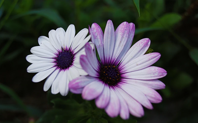 two pink and white flowers sitting side by side