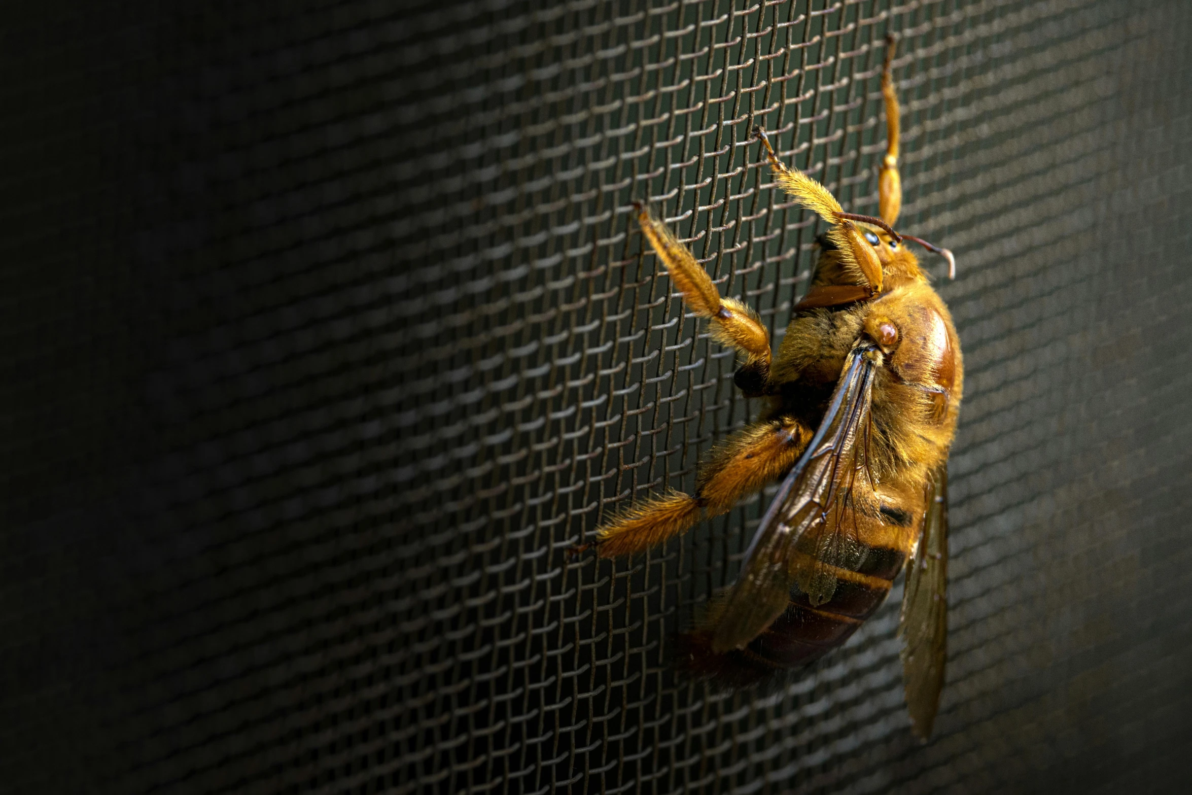 a fly insect with many wings on a screen