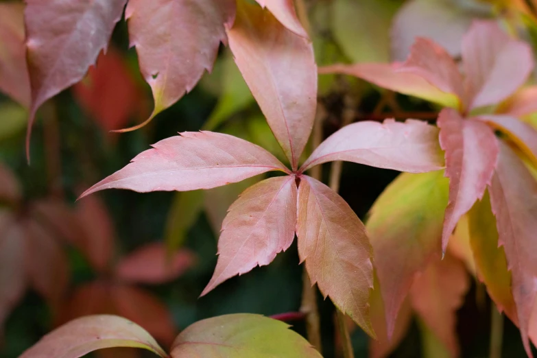 bright pink and green leaves that appear to be falling from a tree