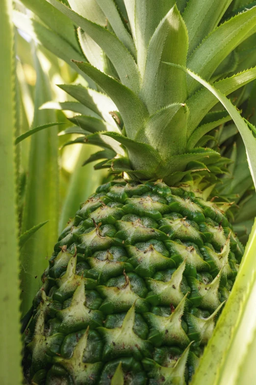 a very big pineapple is standing in the trees