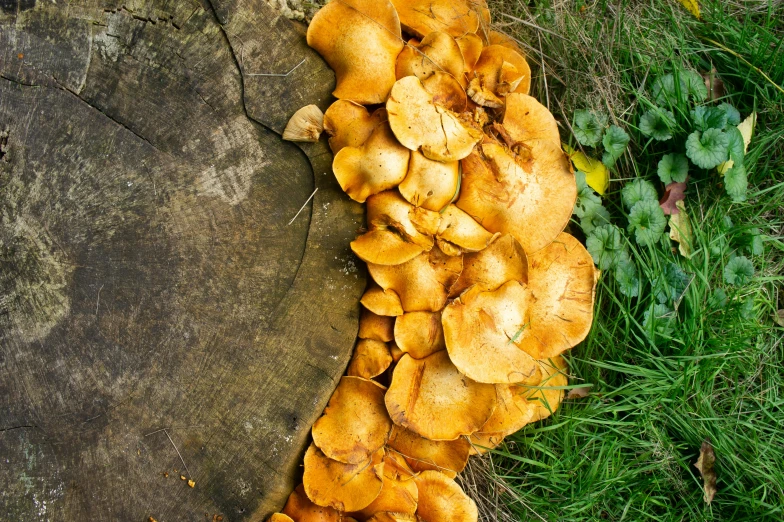 mushrooms are shown on the ground with grass around them