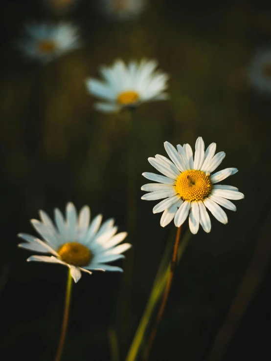 a bunch of white flowers sitting next to each other