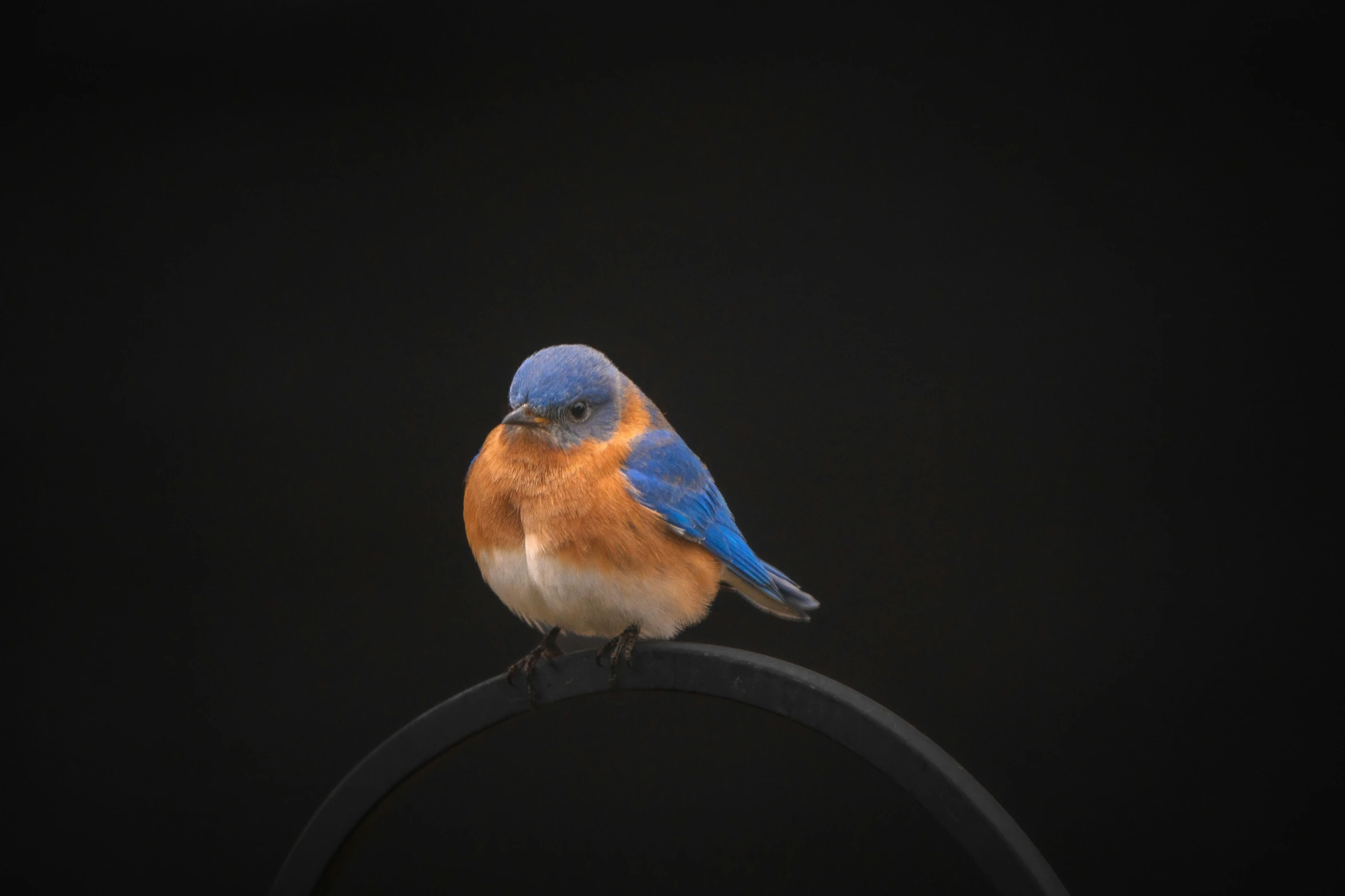 a colorful bird perched on top of a metal object