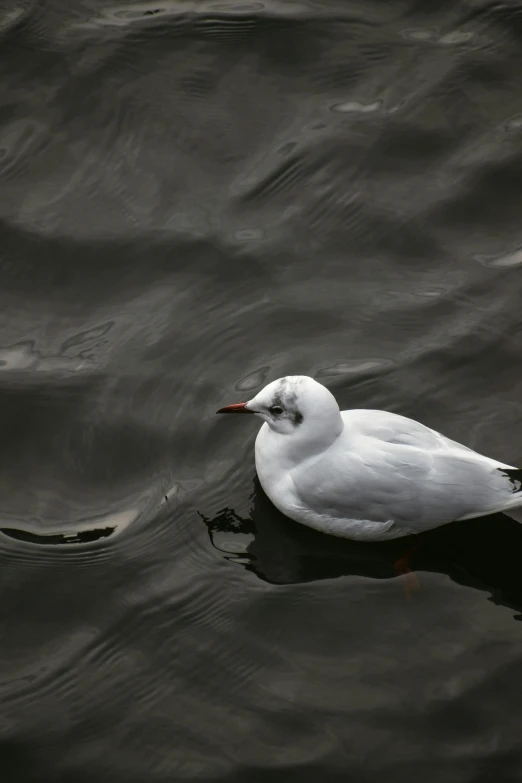 there is a seagull floating on the surface of water