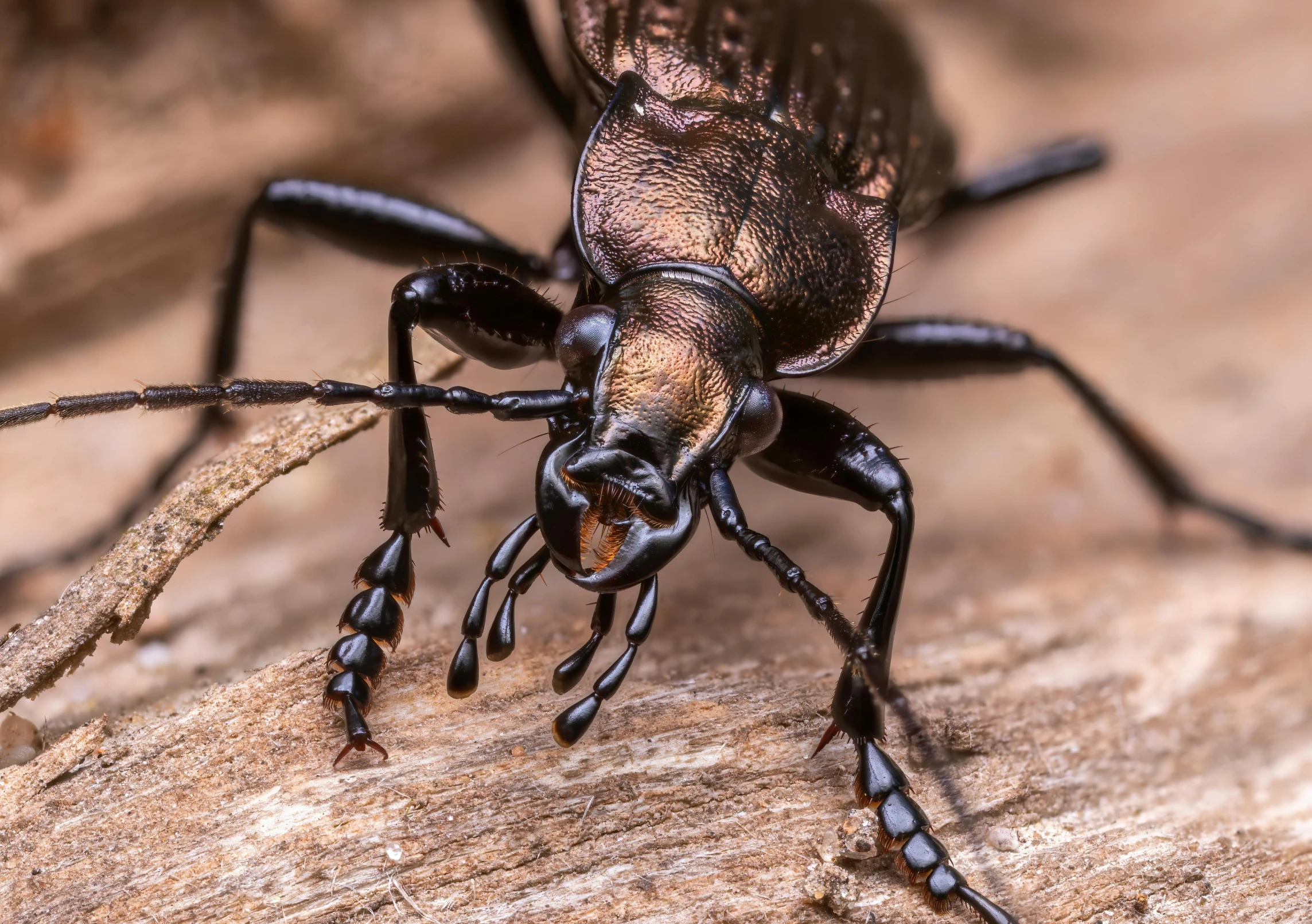 a brown bug on a wooden surface