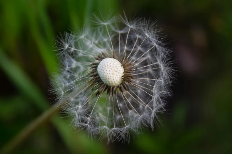 a dandelion on the green grass in the day