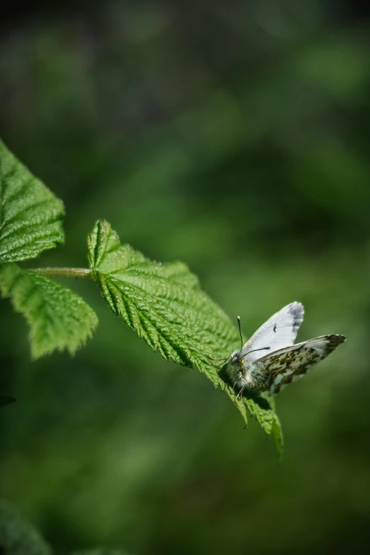 the erfly is resting on the green leaves