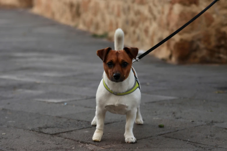 a dog is on a leash outside