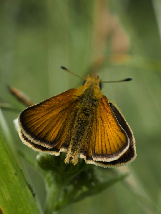 a yellow and brown erfly on a plant