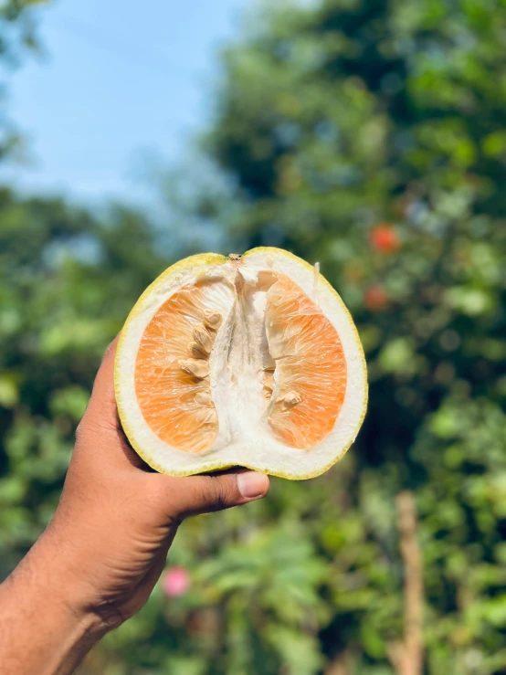 an orange being held in someones hand with trees behind