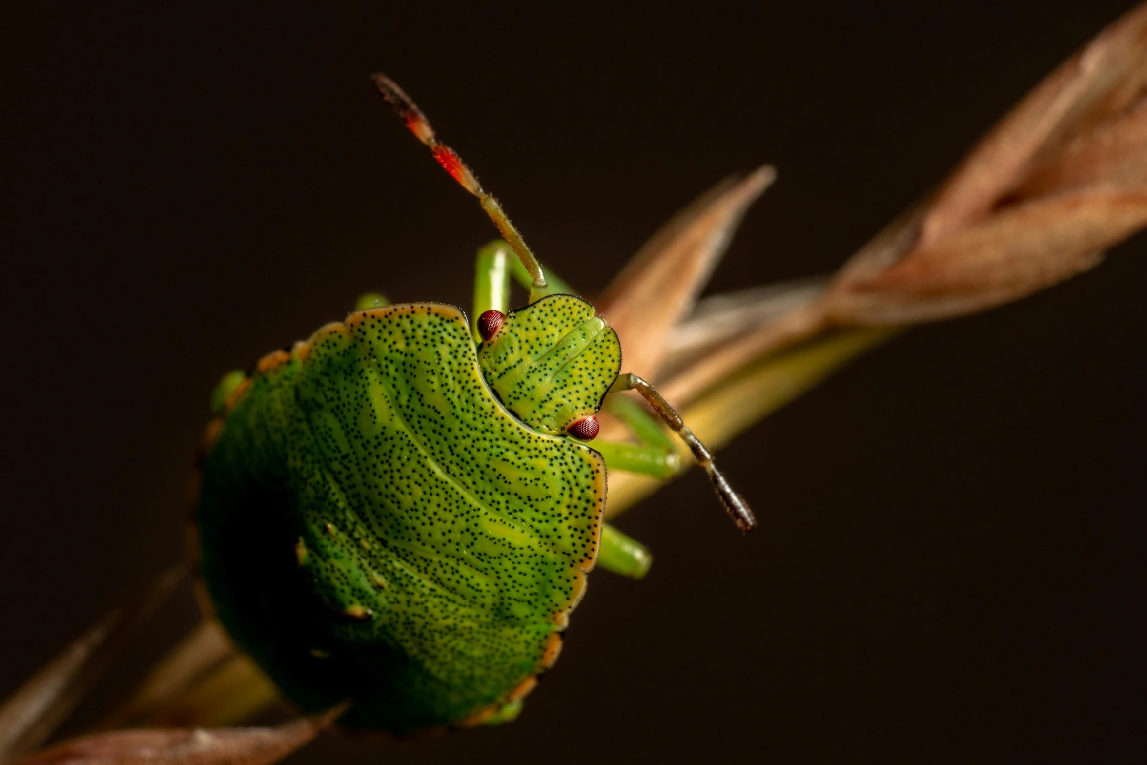 a green bug is standing on a stalk