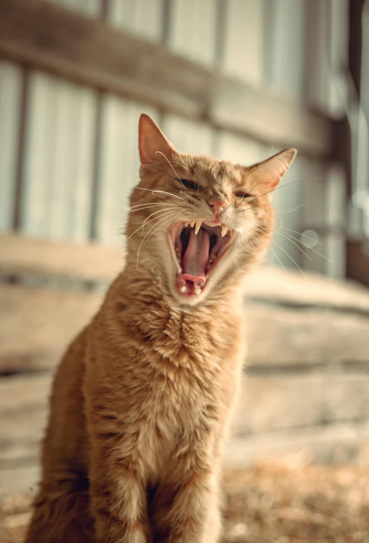 a cat that is yawning outside in the grass