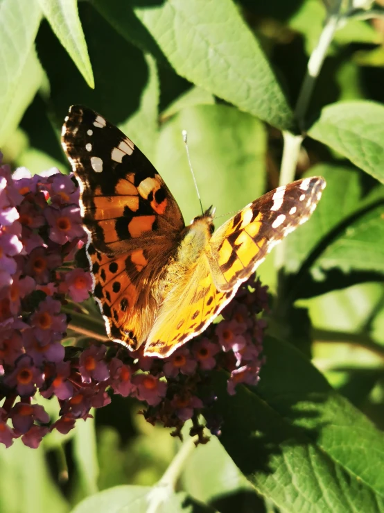 a close up of a erfly on top of purple flowers