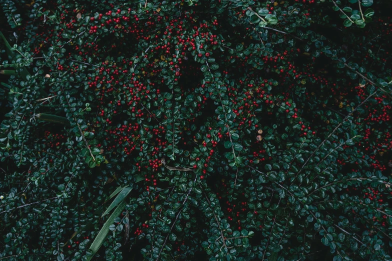 some red berries hanging from a bush outside