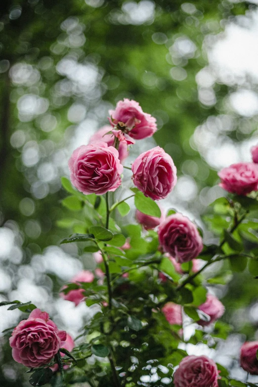 there are pink flowers that are on the tree