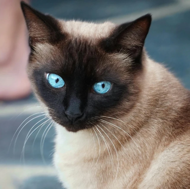 a siamese cat with blue eyes is staring