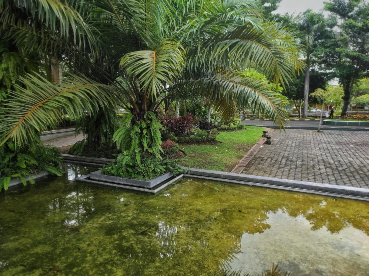 a pond sitting next to a lush green forest