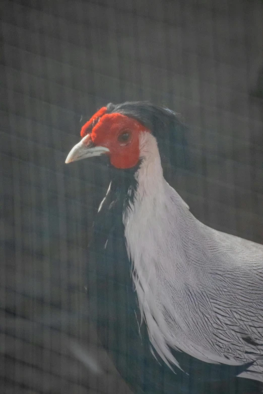 a grey and white bird with a long beak