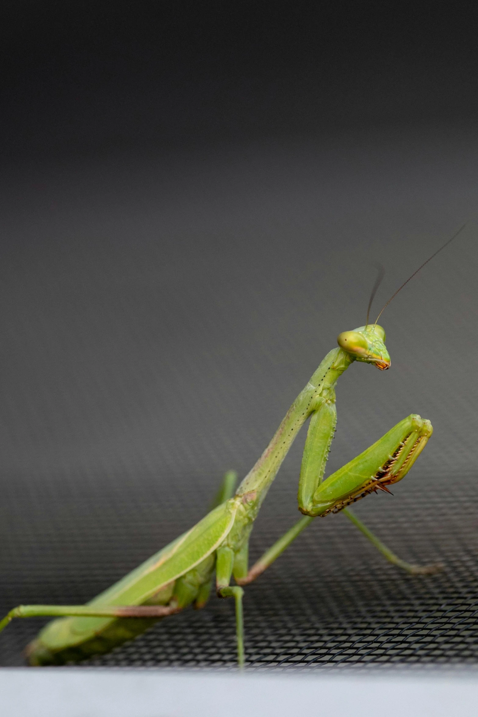 the green praying mantisser is close up