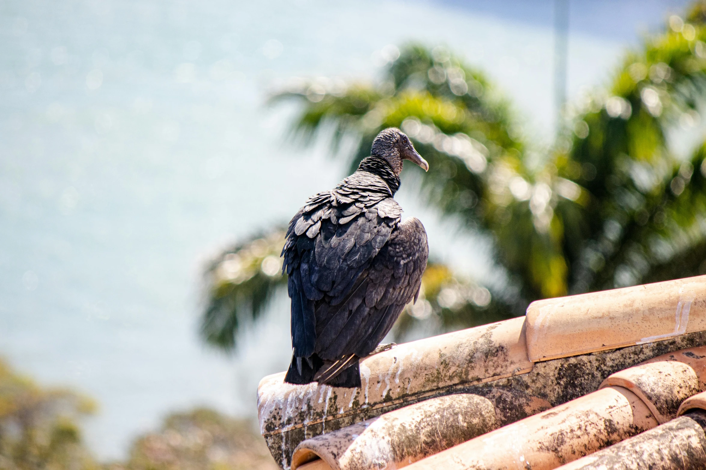 a close up of a bird on a roof near water